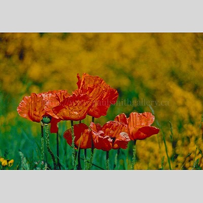 Poppies